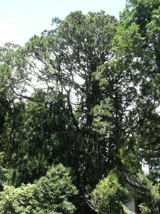 納池公園巨木