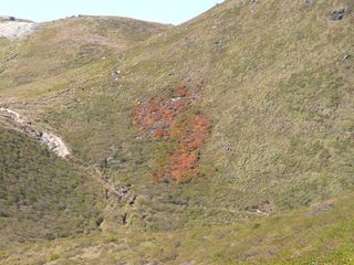 紅葉が九州の形