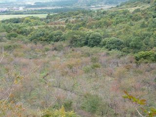 展望所から山桜の園２