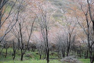 山桜