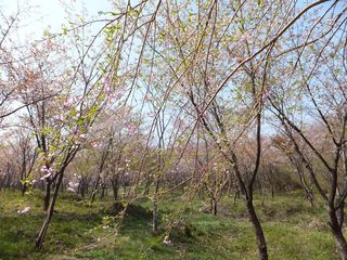 DSCF2668