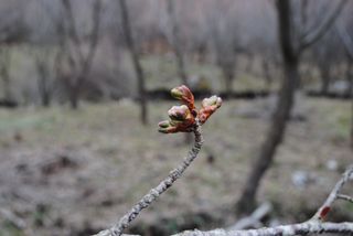 山桜