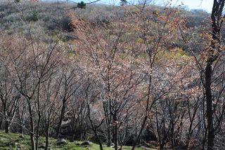 山桜4月5日