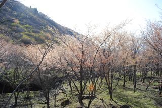 山桜4月8日