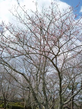 岡城桜