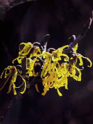 Image1 Image1